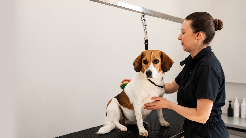 Amy calmly grooming a dog at Hound Pet Salon in Kimberley, Nottingham